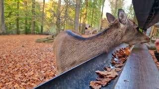 Tierpark  Deutschland  Bielefeld  Olderdissen [upl. by Crist709]