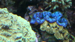 Tridacna maxima blue and gold [upl. by Tezzil]