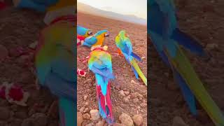 Macaw tame parrot [upl. by Biamonte]