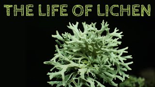 The Life of Lichen [upl. by Jair]