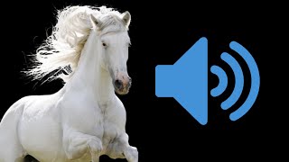 ✅TOP 10 sunet de cai 🔊Sunete de CAI 🐴Cum face calul 🔈Nechezat de cal audio🐴Cai care nechează📣 [upl. by Deach386]