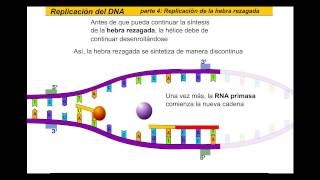 Replicación del ADN Español [upl. by Elleina]