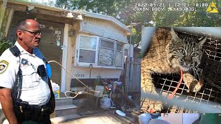 Police Save Chained Up Bobcat From DogFighting [upl. by Malinin]