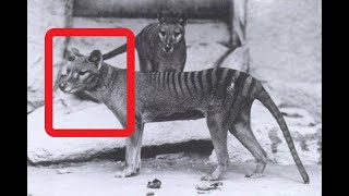 Wildlife Biologist Breaks Down Recent Thylacine Photo Evidence [upl. by Drabeck978]