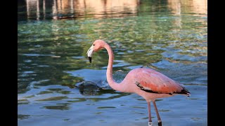 Meet Tiki Discovery Cove’s newest Caribbean flamingo [upl. by Claribel]