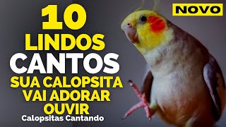 CALOPSITA CANTANDO Melhores Cantos DE CALOPSITA para Treinar Calopsitas Filhote assobio de calopsita [upl. by Legnaros532]