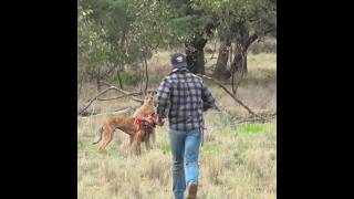 Man Vs Kangaroo Fight 😱 [upl. by Tiffani]