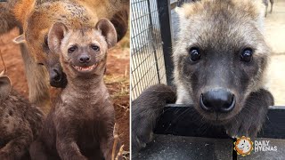 Adorable Hyena Compilation 😍  Daily Hyenas [upl. by Odnomor]