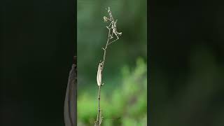 Empusa hedenborgii Mantis amp Antlion macrophotography macro insects photography photooftheday [upl. by Sillek]