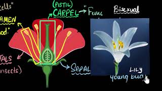 Flower Sexual parts unisexual amp bisexual  How do organisms reproduce  Biology  Khan Academy [upl. by Jacquenetta]