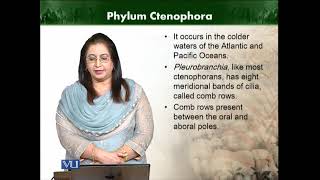 Phylum ctenophore  Animal Diversity Invertebrates Theory ZOO512TTopic046 [upl. by Archer]