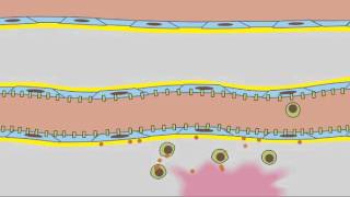 3 7 Leukocyte Rolling [upl. by Dyrraj446]