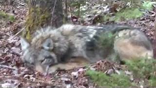 TRAPPING NOVA SCOTIA 2017 18 17 [upl. by Bekki]