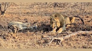 One of the Monwana Male Lions with a Lioness this morning  Timbavati  May he Stay Safe [upl. by Arikihs]