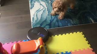 Smart dog  Bruno Cockapoo vs Robot Vacuum [upl. by Nauqan]