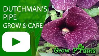 Dutchmans pipe Aristolochia Pipevine Unusual Flowers  grow amp care [upl. by Allista]