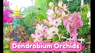 DENDROBIUM ORCHIDS PLANT CARE [upl. by Sherline31]