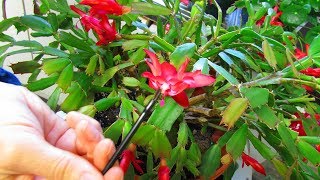 How to pollinate Christmas Cactus Flowers  Schlumbergera [upl. by Trofmoc]