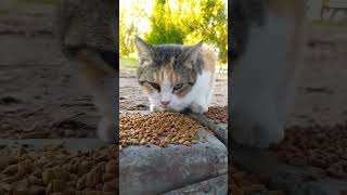 Cat food for cats in the seaside park salmiya Kuwait cathotel cat cutecat catlover youtubeshort [upl. by Sirob598]