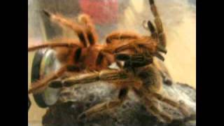 Grammostola rosea quotred formquot mating by MortuM [upl. by Ardien]