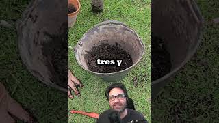 4 consejos para trasplantar plantas de interior [upl. by Pass]