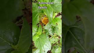 Asteraceae family plant shortsbotay [upl. by Gnahk91]