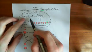 Bacterial Persistance Part 3 [upl. by Desiri]