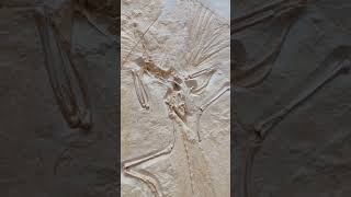 Archaeopteryx Nr1 The London specimen cast fossils archaeopteryx dinosaur [upl. by Letch]