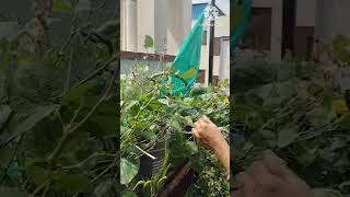 Home made pesticide for chikkudu plant youtubeshorts shorts organicfarming [upl. by Ecnarf448]