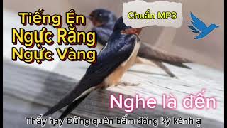 Tiếng én ngực rằng  én ngực vàng gọi bầy file tuyển danh thu cao [upl. by Notnirb659]