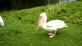 Pelican Eats Pigeon [upl. by Siseneg]