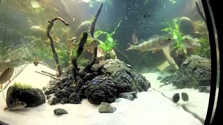 Aquascaping im Kaltwasseraquarium mit Flussbarschen  Anleitung [upl. by Bunny849]