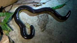 Amazing Amphibians Vol1 No1 Caecilian  Ichthyophis kohtaoensis [upl. by Linder215]