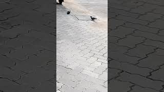 Pigeons rice eating competition [upl. by Cathi]