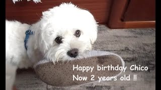 Happy Birthday Chico 2 years [upl. by Ericksen]