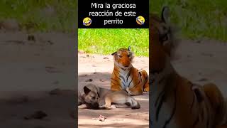 La reacción de un perro al ver un tigre de peluche 😂SHORTS [upl. by Ianaj]