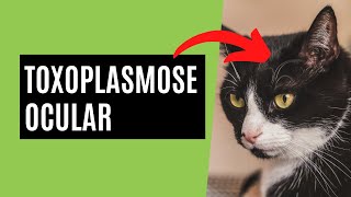 Toxoplasmose Ocular  o que é [upl. by Isahella]