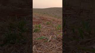 jaguarundi gatomouriscomaracajápretofaunashortsvideo [upl. by Atteloiv281]