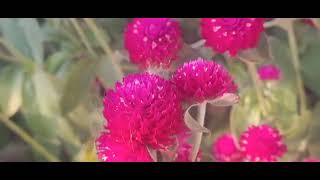 kembang dahlia White Zinnia Globe amaranth Balloon milkweed Hydrangea macrophylla flowers [upl. by Preciosa952]