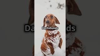 12 Fun Facts About Dachshunds You Didn’t Know 🐾  Tiny but Mighty Doxies [upl. by Nahtal]