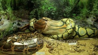 Guindy Snake Park  India’s first reptile park in Chennai [upl. by Ajit993]