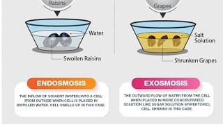 Observation of materials in different Solutions 9th Biology by Roshan AKTPMCHS ROCKERS [upl. by Harday]