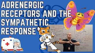 Adrenergic Receptors Explained Alpha and Beta Receptor Functions [upl. by Nuy]