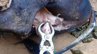 Bull Castration by close method By Burdizzo castrator [upl. by Pen]