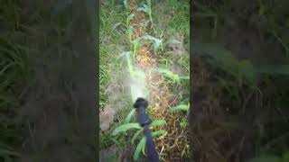 fertilización foliar en maiz [upl. by Goldy]