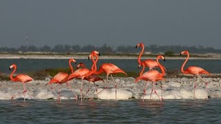 Flamingos arrive in Rio LagartosYucatan for mating and nesting Join Rio Lagartos Adventures [upl. by Bluh]