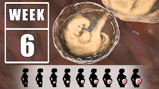 6 Weeks Pregnant  6 Weeks Pregnant Symptoms Advice and Guide for Fetal Development [upl. by Grassi]