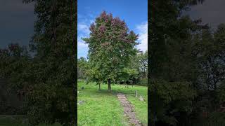 Sweetgum  tree  September 2024 [upl. by Jemy]