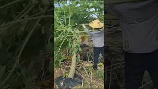 Why Are China People Cutting Down Papaya Trees 🤯 [upl. by Irol]