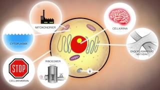 Celler och levande organismer NO [upl. by Doowron]